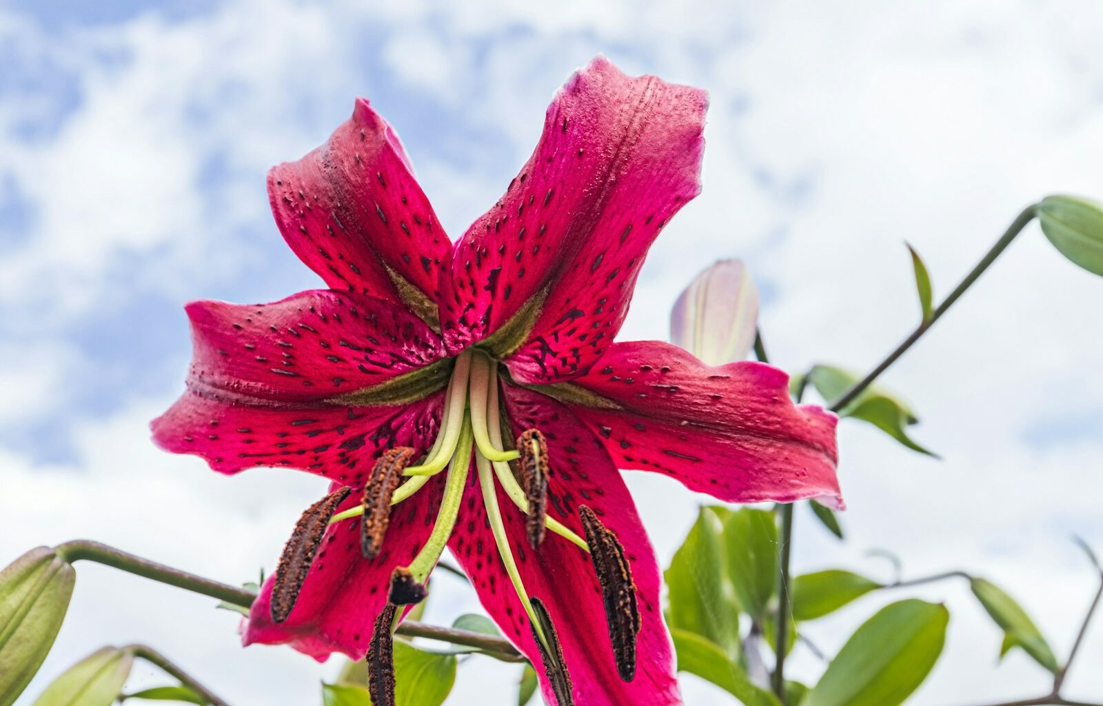 a red flower with green leaves